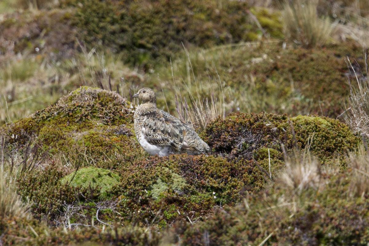 …as well as a group of White-bellied Seedsnipe.