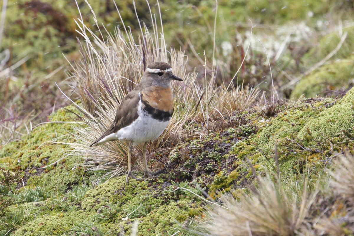We got so close to Rufous-chested Dotterels…