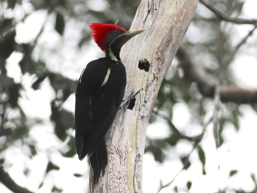 This Lineated Woodpecker put on quite a show on our second day of birding.
