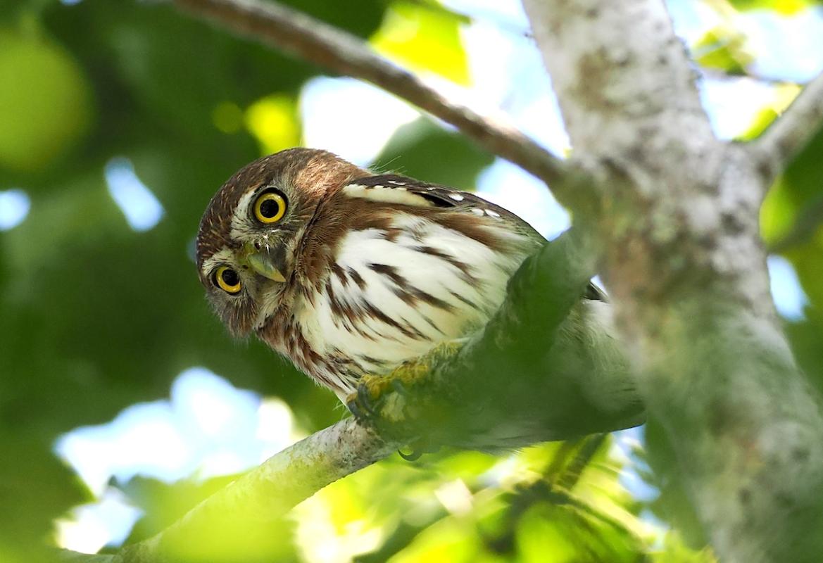 We saw several Ferruginous Pygmy-Owls, but we never tired of them.