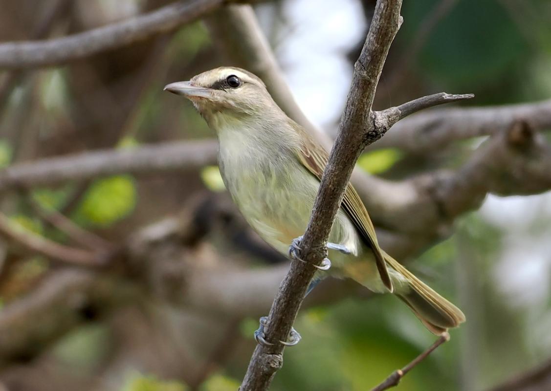 We spied Yucatan Vireos only in a few locations – close to the coast of the peninsula and on the island of Cozumel.