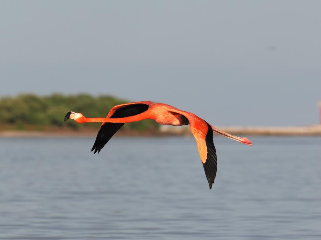 Watching American Flamingos, feed, march, bathe, and fly-by at close range was a mind-altering experience.