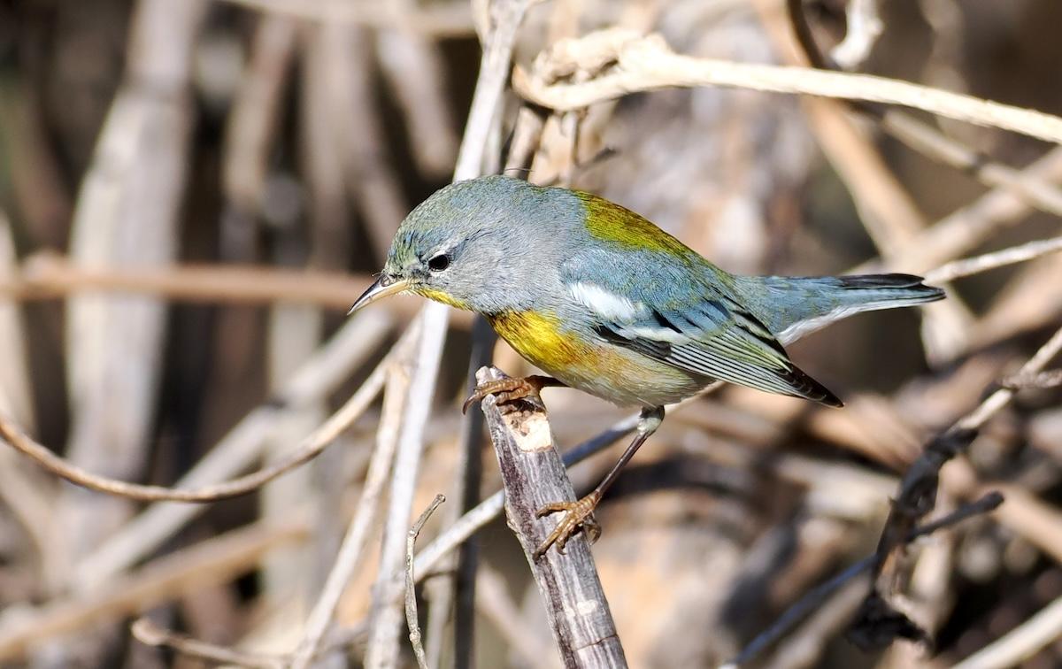 Rarely does one see Northern Parula back home in such great light and at such close range.