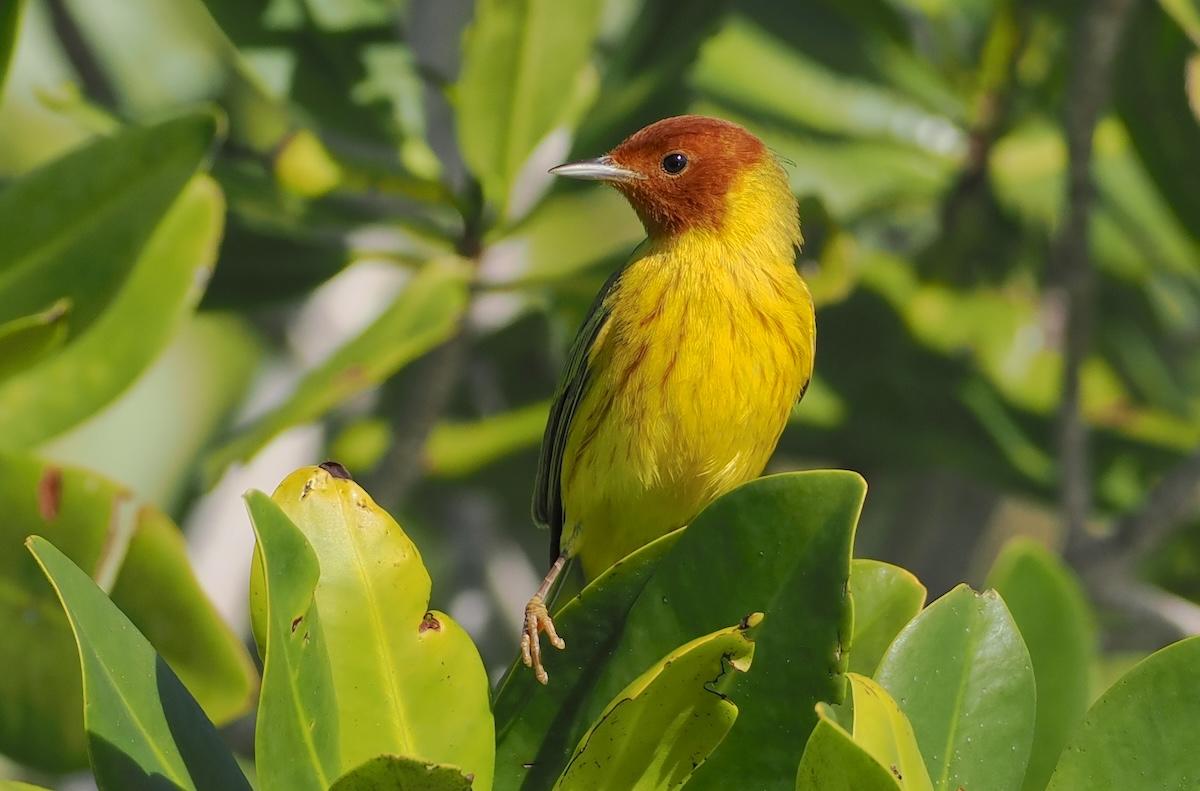 It was fun to finally give the Mangrove Yellow Warblers their own space as a full species on our list.