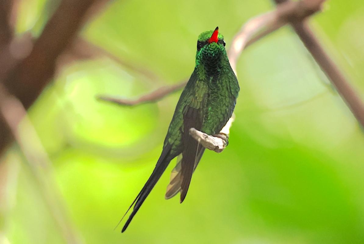 The Cozumel Emerald was our first island endemic during our full day of birding there.