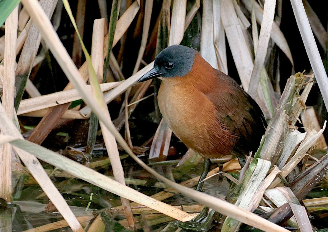 There's something odd about the Ruddy Crakes on Cozumel – the way they forage in the open and pack in so densely is fascinating.