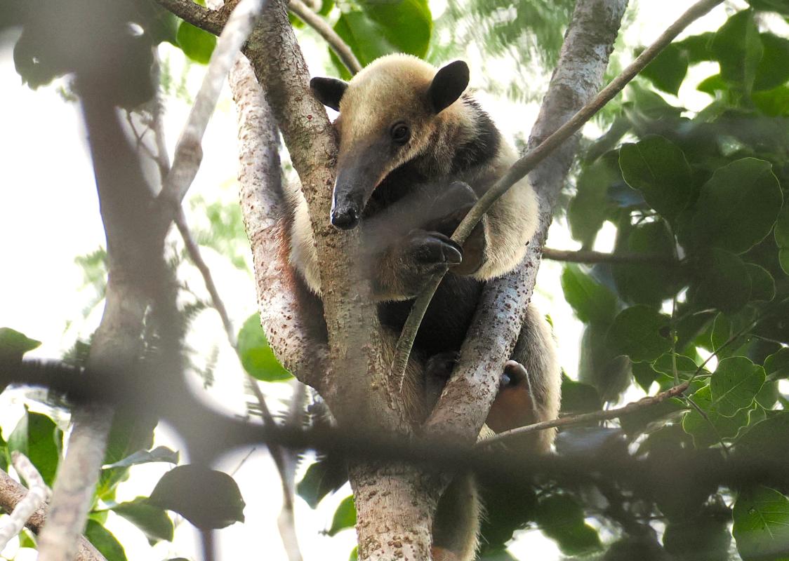 Mammals were surprisingly well represented on the tour, with several Northern Raccoons, Gray Foxes, and this sleepy Northern Tamandua.
