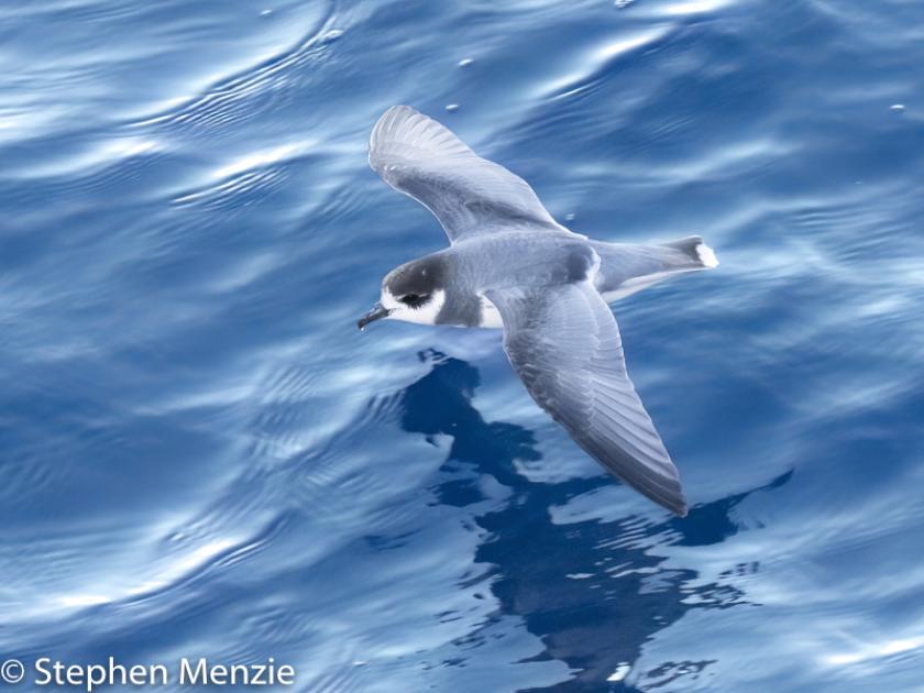 Image for Cruising Tierra del Fuego and Antarctica