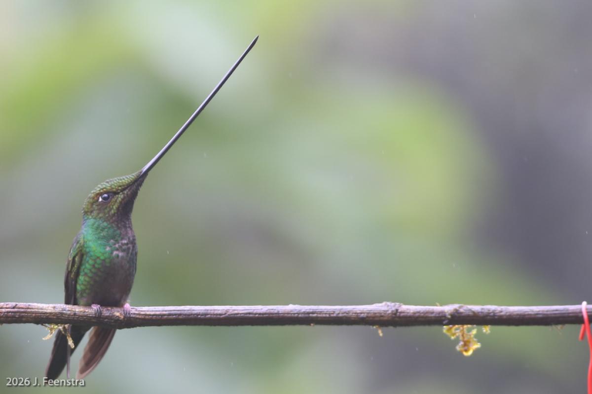 Hummingbirds were a particular highlight of this tour with peak diversity here in the cloud forest. We ended up with 42 species by the end of the tour including the impossibly-proportioned Sword-billed Hummingbird.