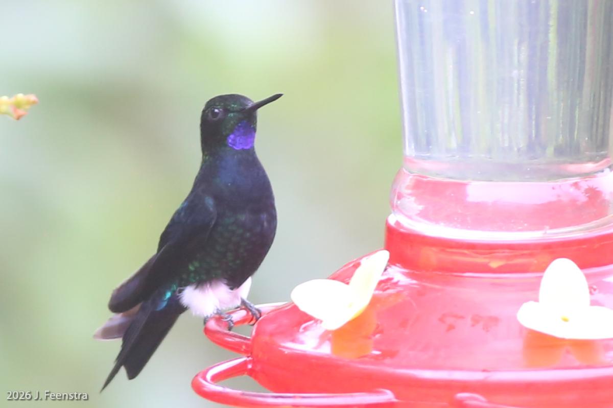 We also saw the critically endangered Black-breasted Puffleg that coincidentally had been visiting a bird feeder at one of the reserves we visited. This one was a stunning male.