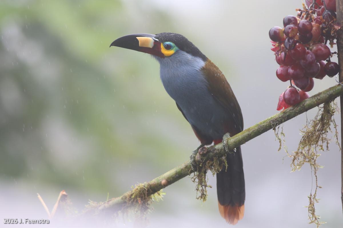 Another big, cool thing we saw at a couple of places was Plate-billed Mountain-Toucan. Since it’s on the cover of the Birds of Ecuador book, it has a special place on the bird list.