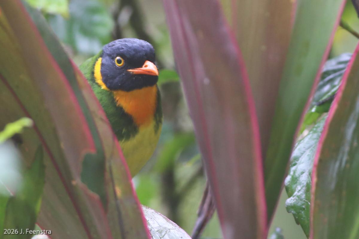 We saw several species of cotinga, including Orange-breasted Fruiteater, a pair of which was lurking around the driveway of one of the reserves.