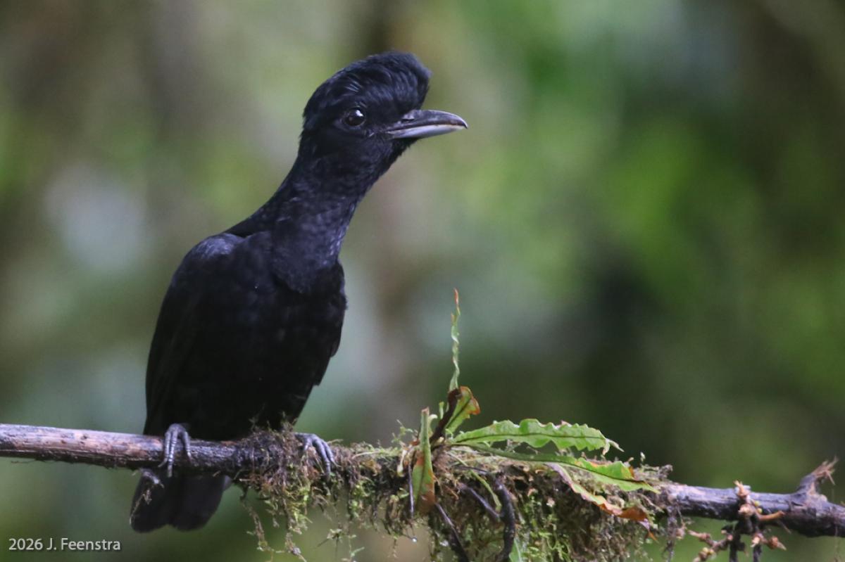 Another wonderful cotinga and a spectacular bird of the forest of western Ecuador is Long-wattled Umbrellabird, two of which were being seen eating grapes at one of the reserves we visited.
