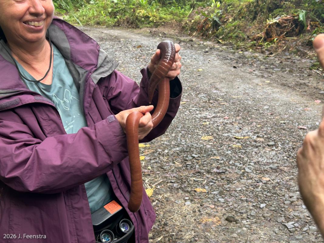 Crazy tropical forest things weren’t limited to birds, of course, and we were thrilled to have a rare encounter with a giant earthworm as it was about to cross the road. It was well over 1m long and very slimy. We gave it an assist to the other side of the road and back off into the dense forest.