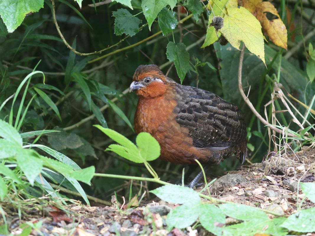 Chestnut Wood-Quail