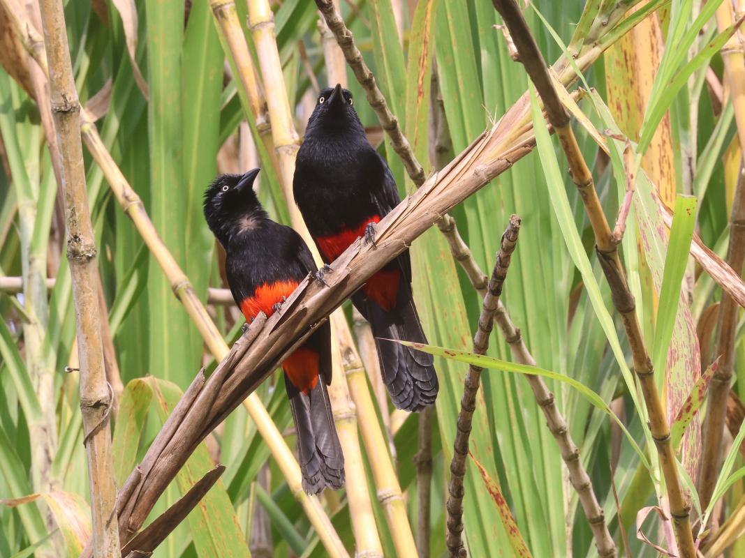 Red-bellied Grackle, one of the many Colombian endemics seen on this tour.