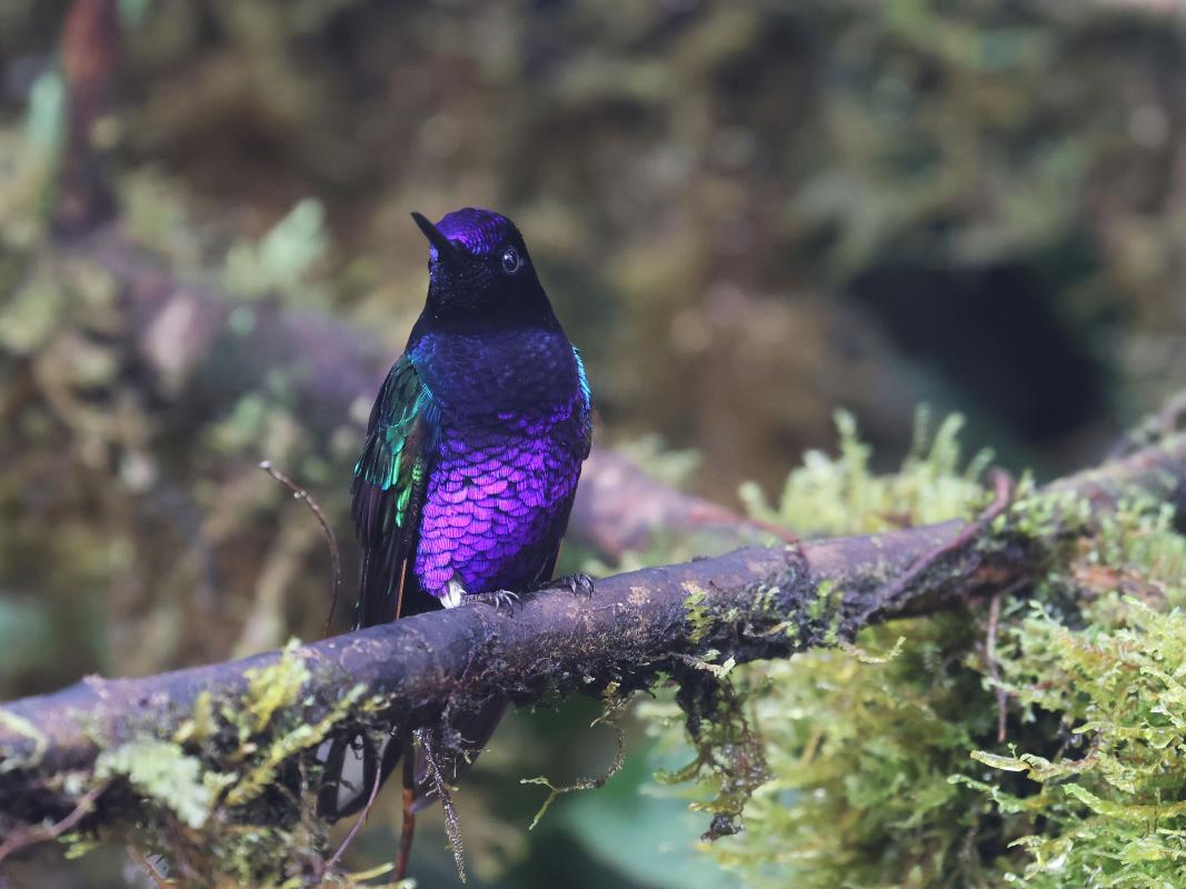 Velvet-purple Coronet, one of the most beautiful hummingbirds
