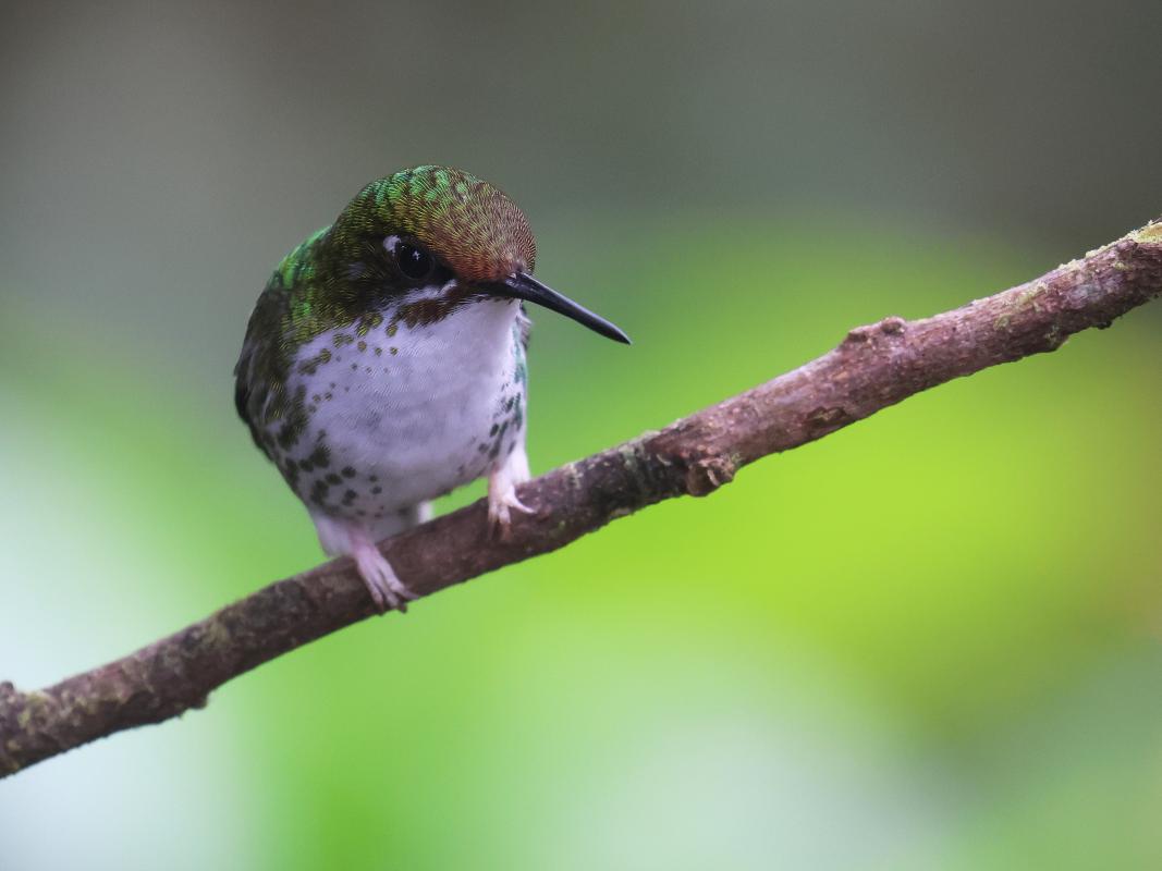 A cute female White-booted Racket-tail