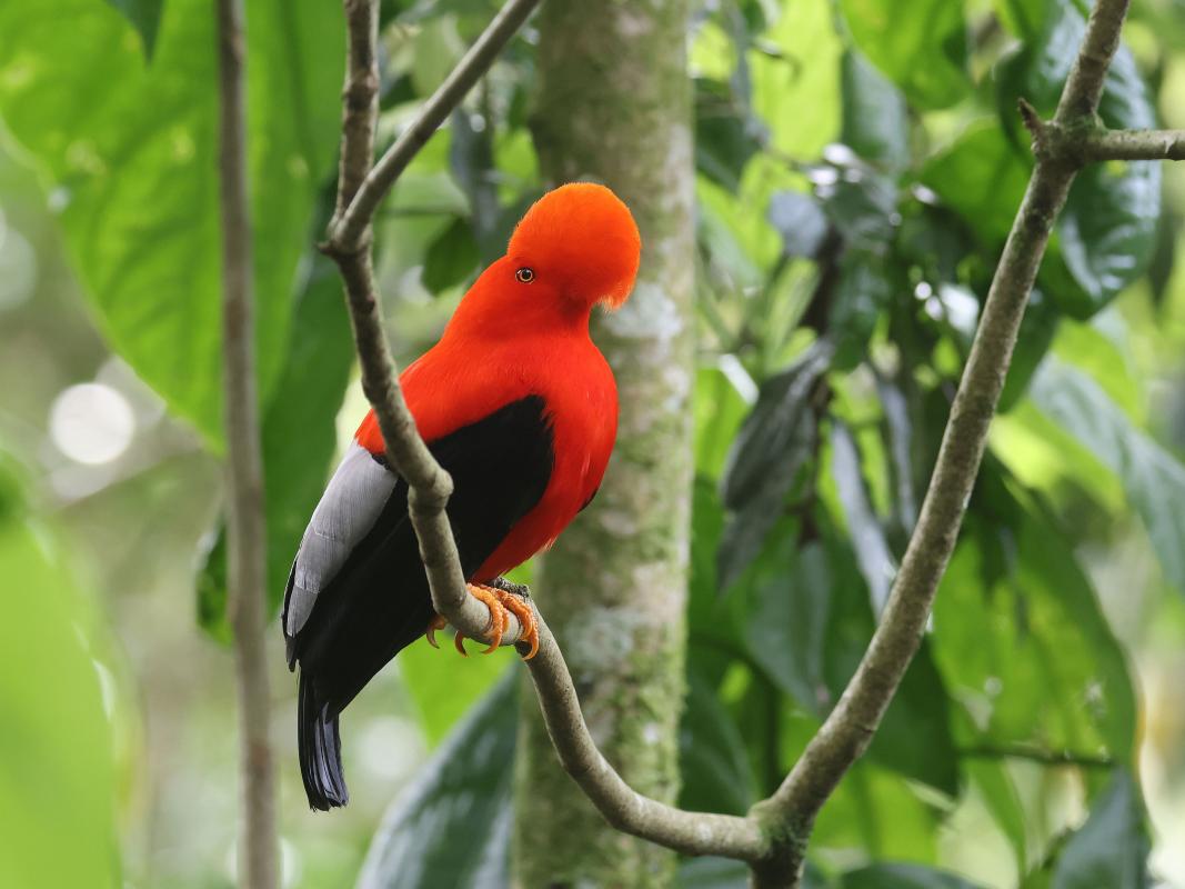 One of several male Andean Cock-of-the-Rock at their lek near Jardin