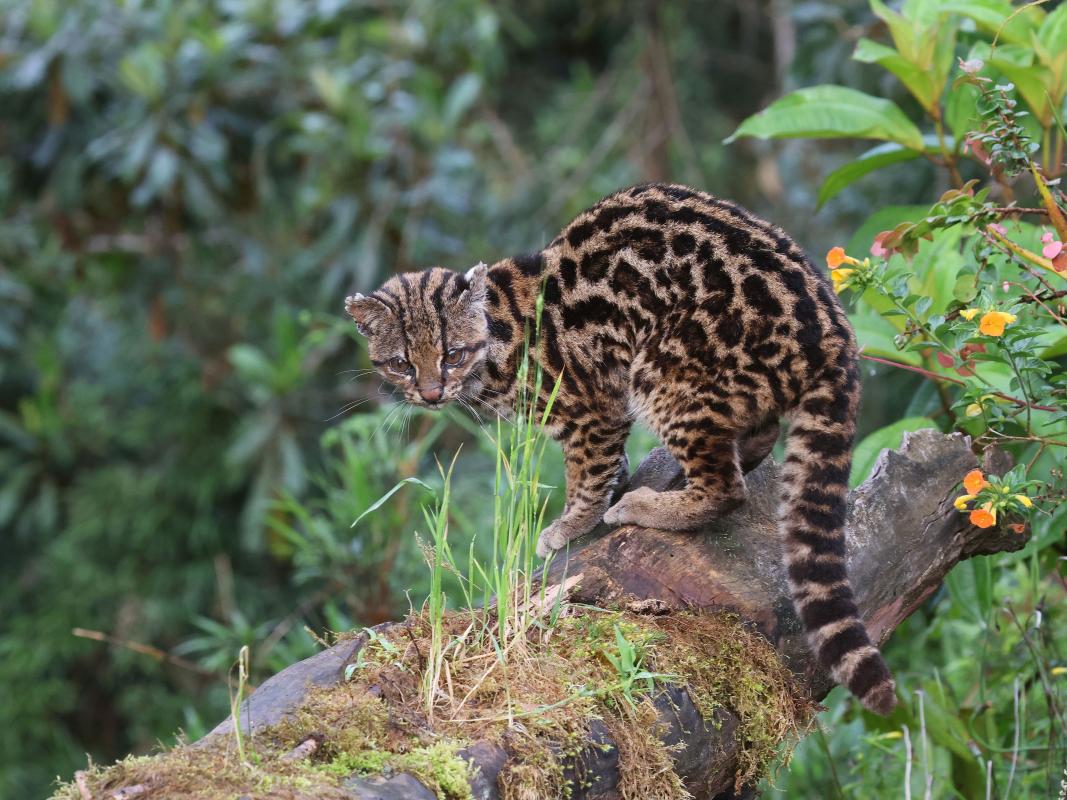 The rare and beautiful Clouded Tiger-Cat (Oncilla) coming to Lucia's feeders