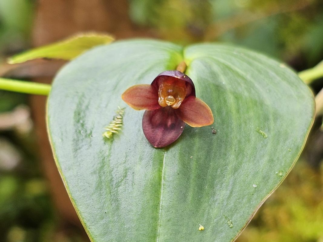 blooming Pleurothallis globosa