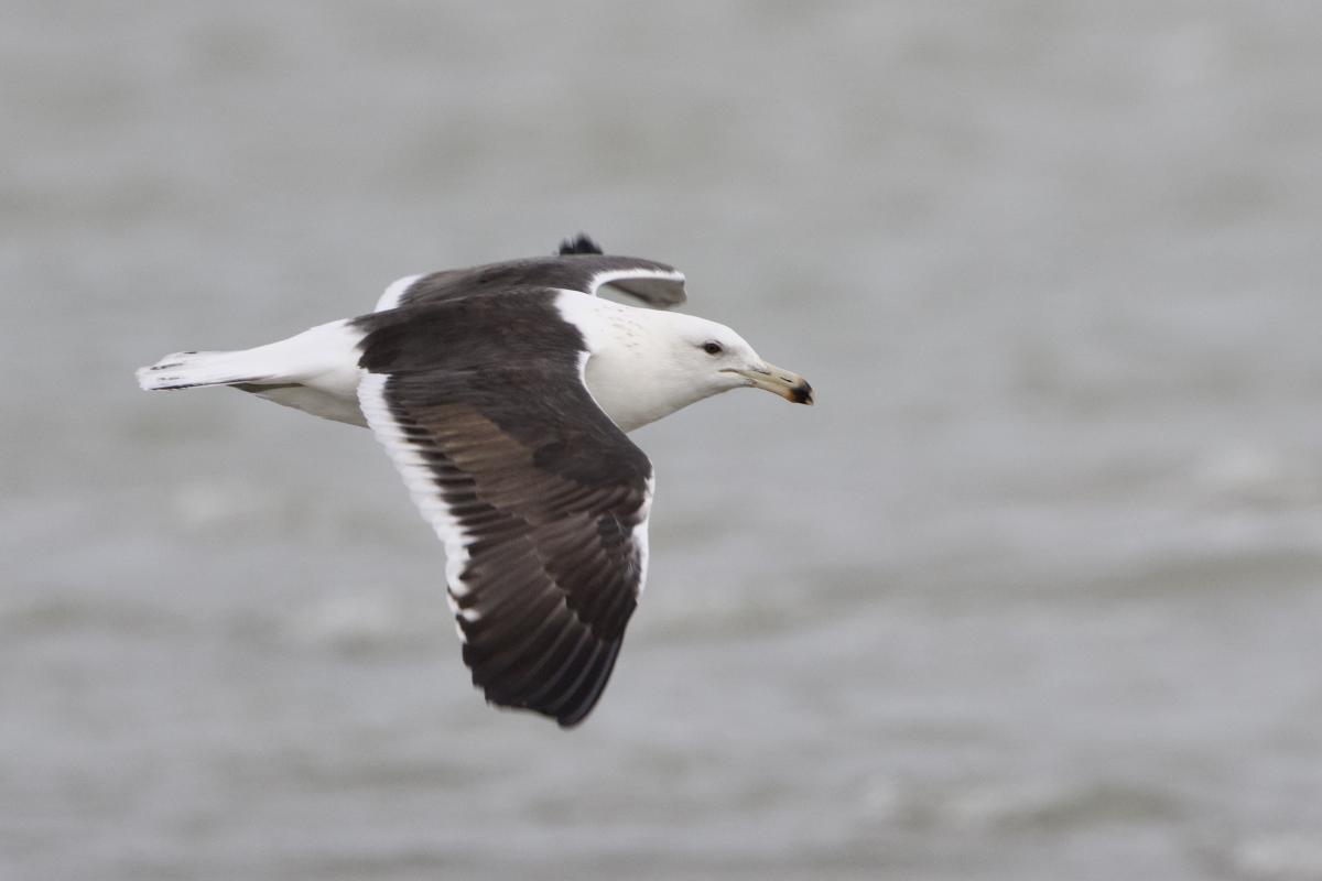 On day one we caught up with what’s likely the only Kelp Gull in the US that has been spending time in Port Mansfield.