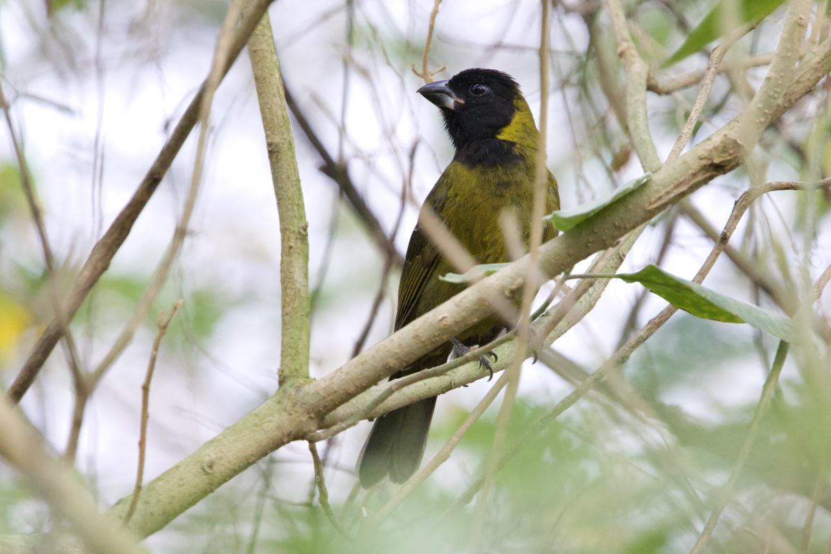 On day two we successfully tracked down a Crimson-collared Grosbeak in Edinburg that was gorging in a potato tree. 
