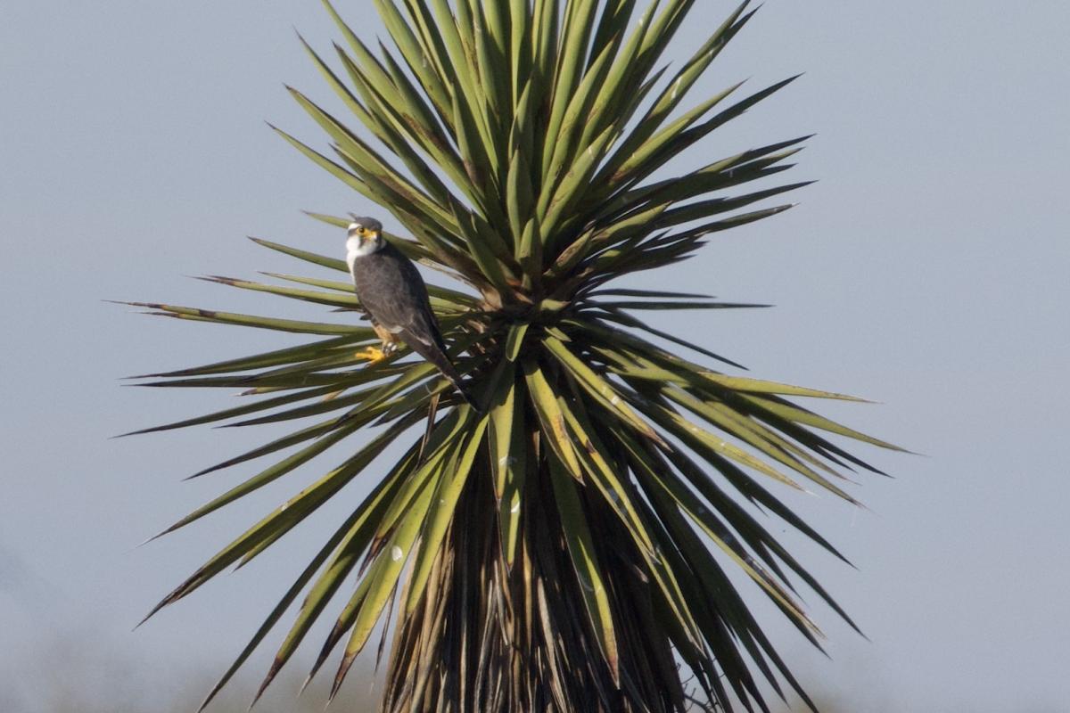Raptors were aplenty throughout our time in the valley. We had a lot of fun watching a pair of Aplomado Falcons hunting low over the coastal prairies of Laguna Atascosa.