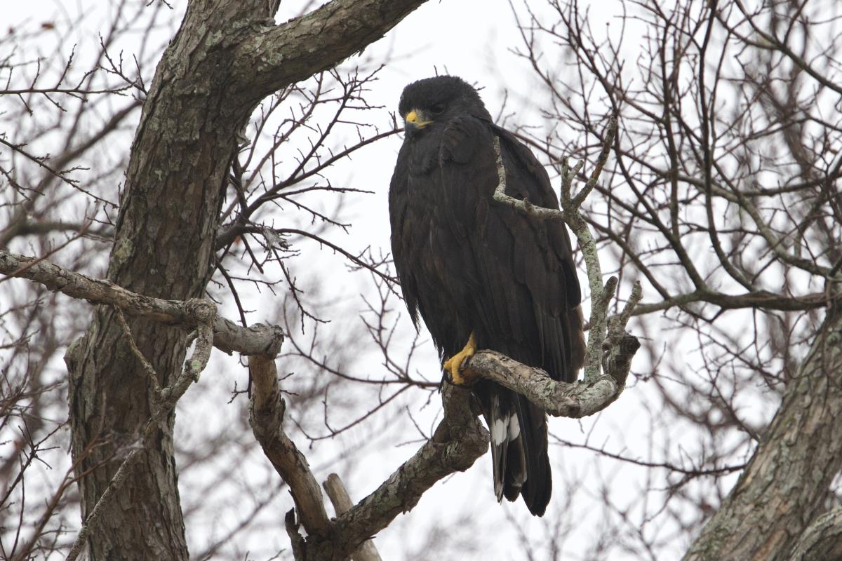 One foggy morning we cruised around the streets of Alamo and saw where this Zone-tailed Hawk had spent the night.