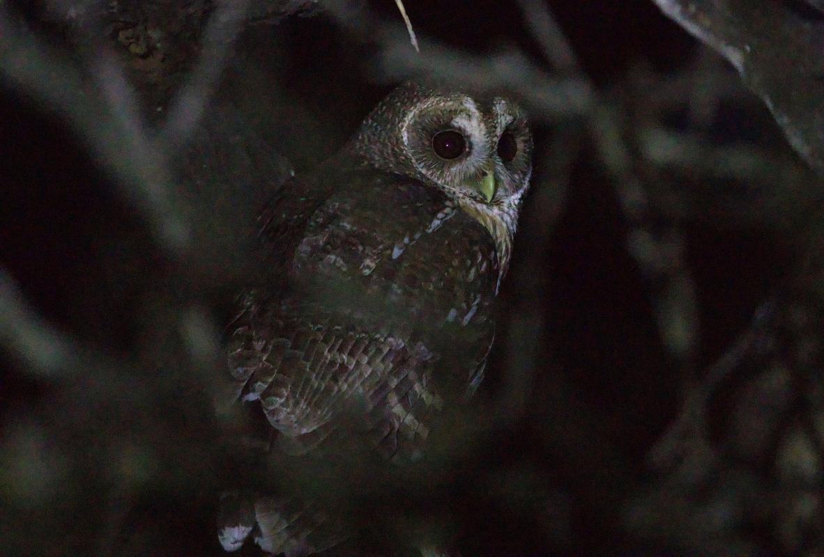 Mottled Owl