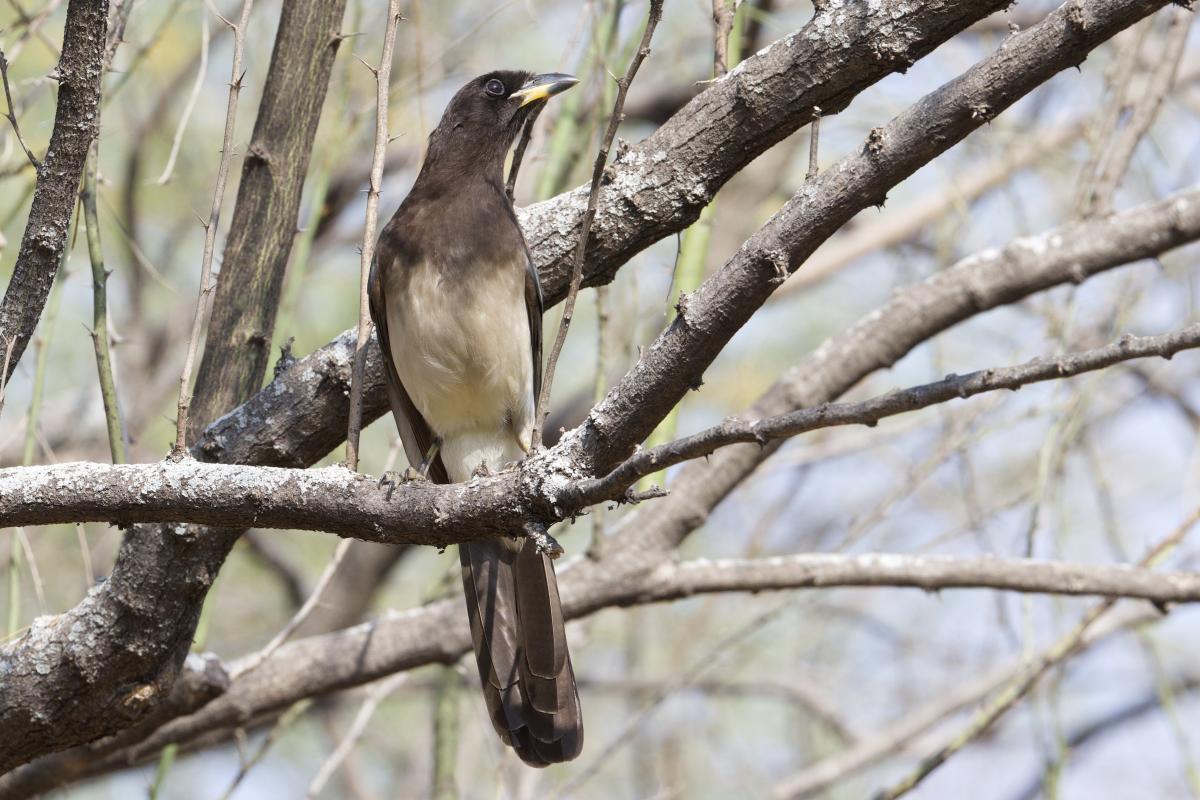 The Santa Margarita Ranch was a highlight for all awarding us with multiple rare ABA species. The rarest of these were the querulous flock of Brown Jays in the trees overhead, and the Mottled Owl coming in just after sunset.