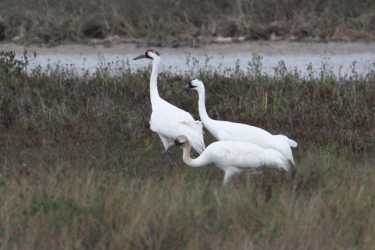 In the Corpus Christi area, we searched for Whooping Cranes and found over 20. They were mostly broken into family groups feeding in the shallows for blue crabs. 