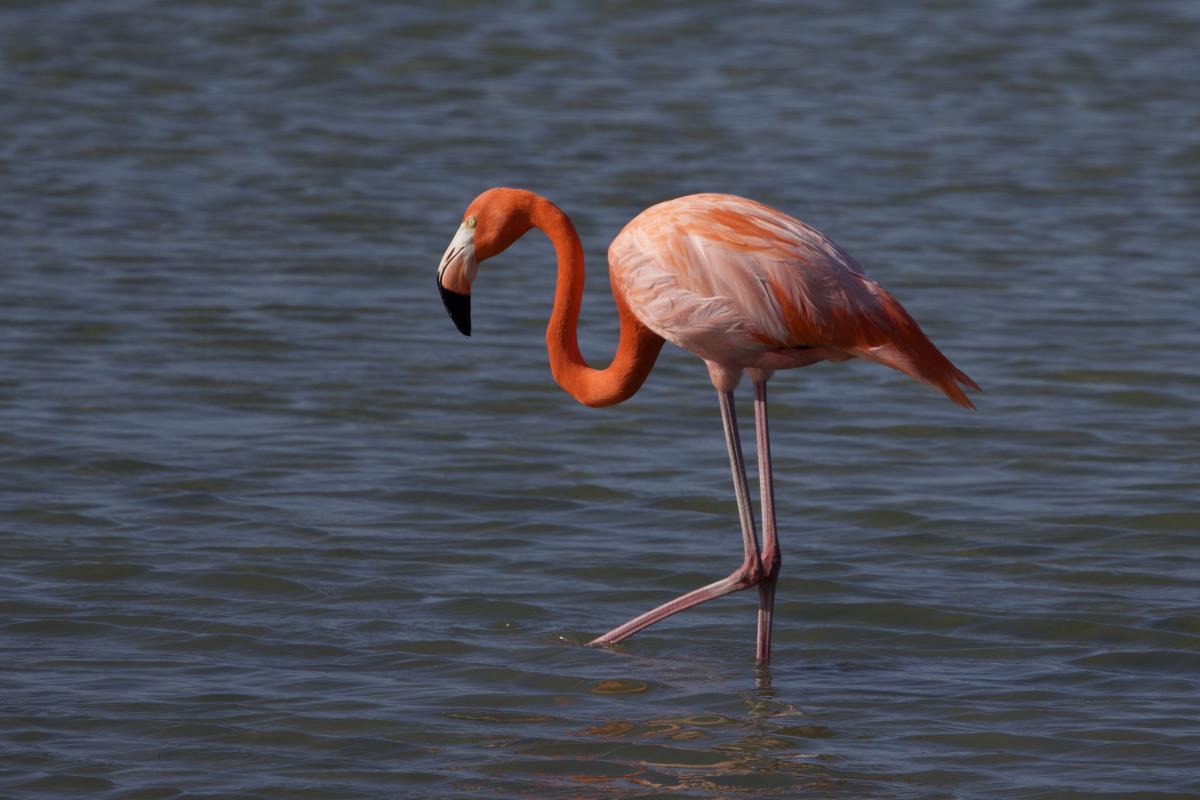 A surprise American Flamingo showed up a couple of days before we were to arrive in the Port Aransas area. Luckily it was still there when we showed up, and gave quite a show as it fed up close.