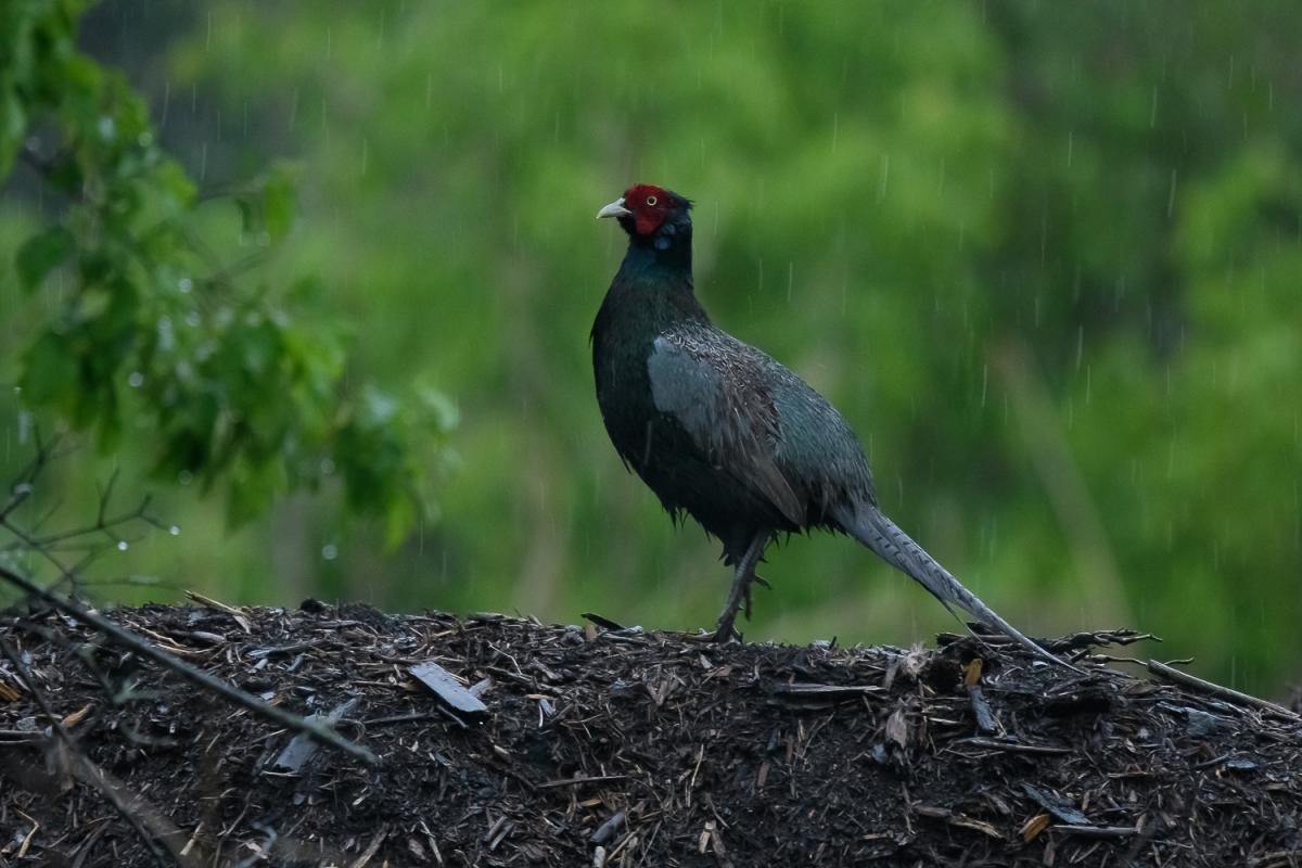 Green Pheasant