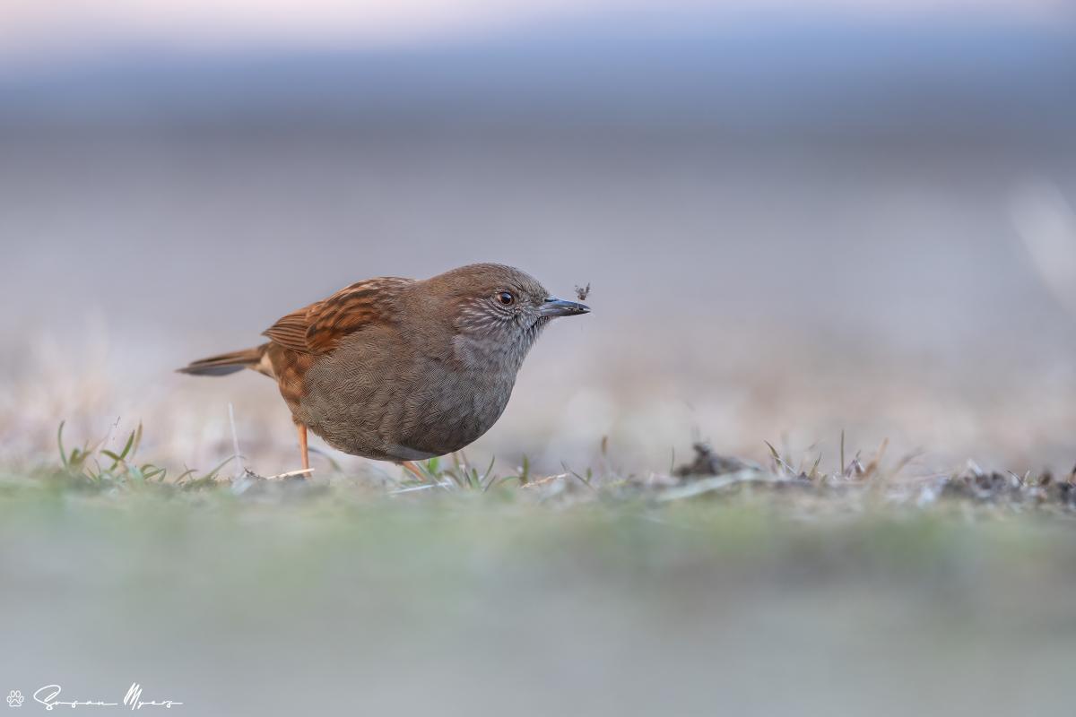 Japanese Accentor