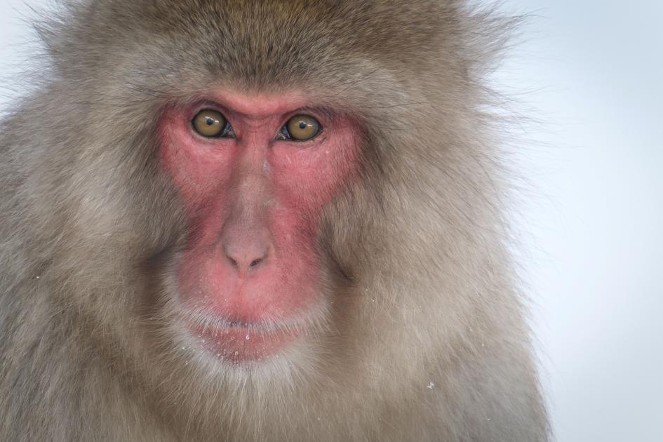 Image for Reporting from Japan in Winter 
