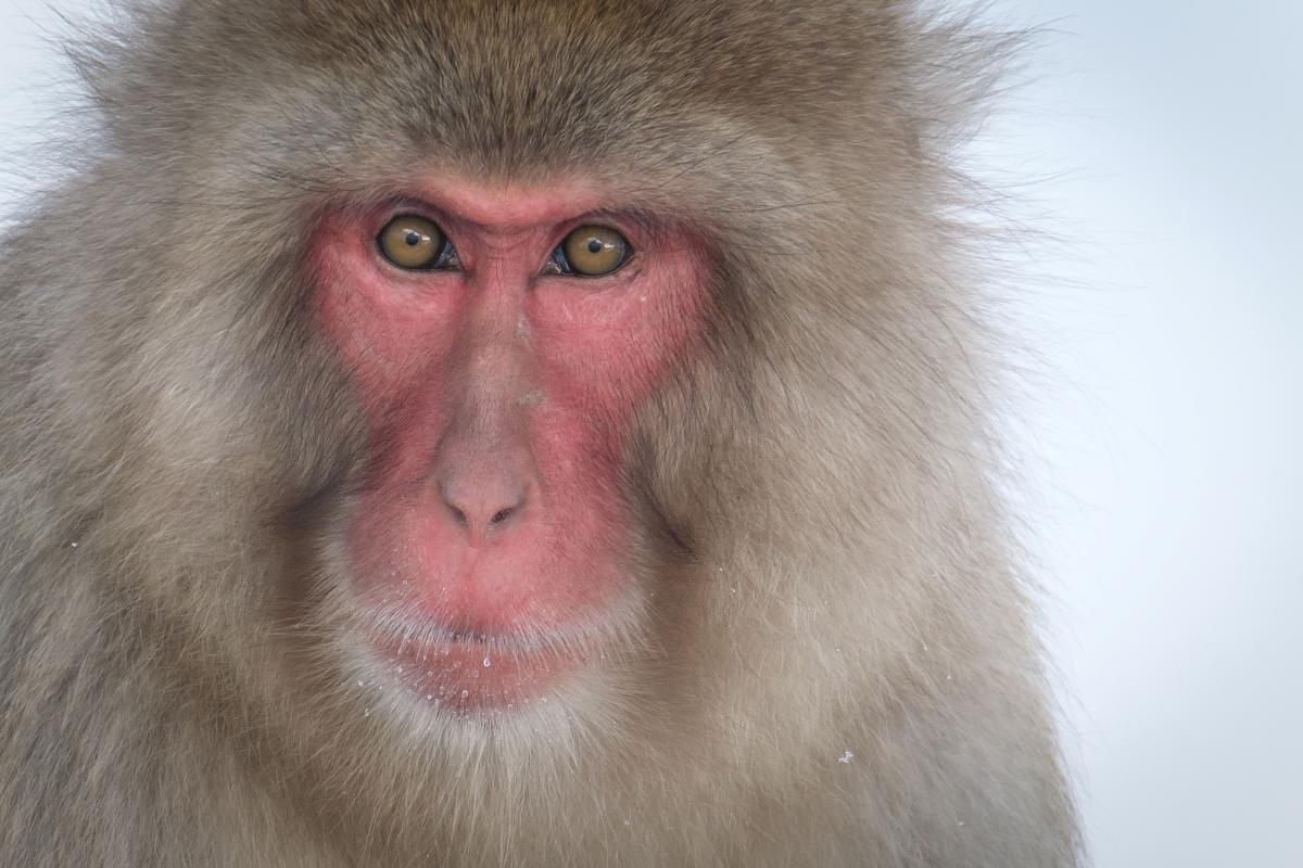 Japanese Macaque
