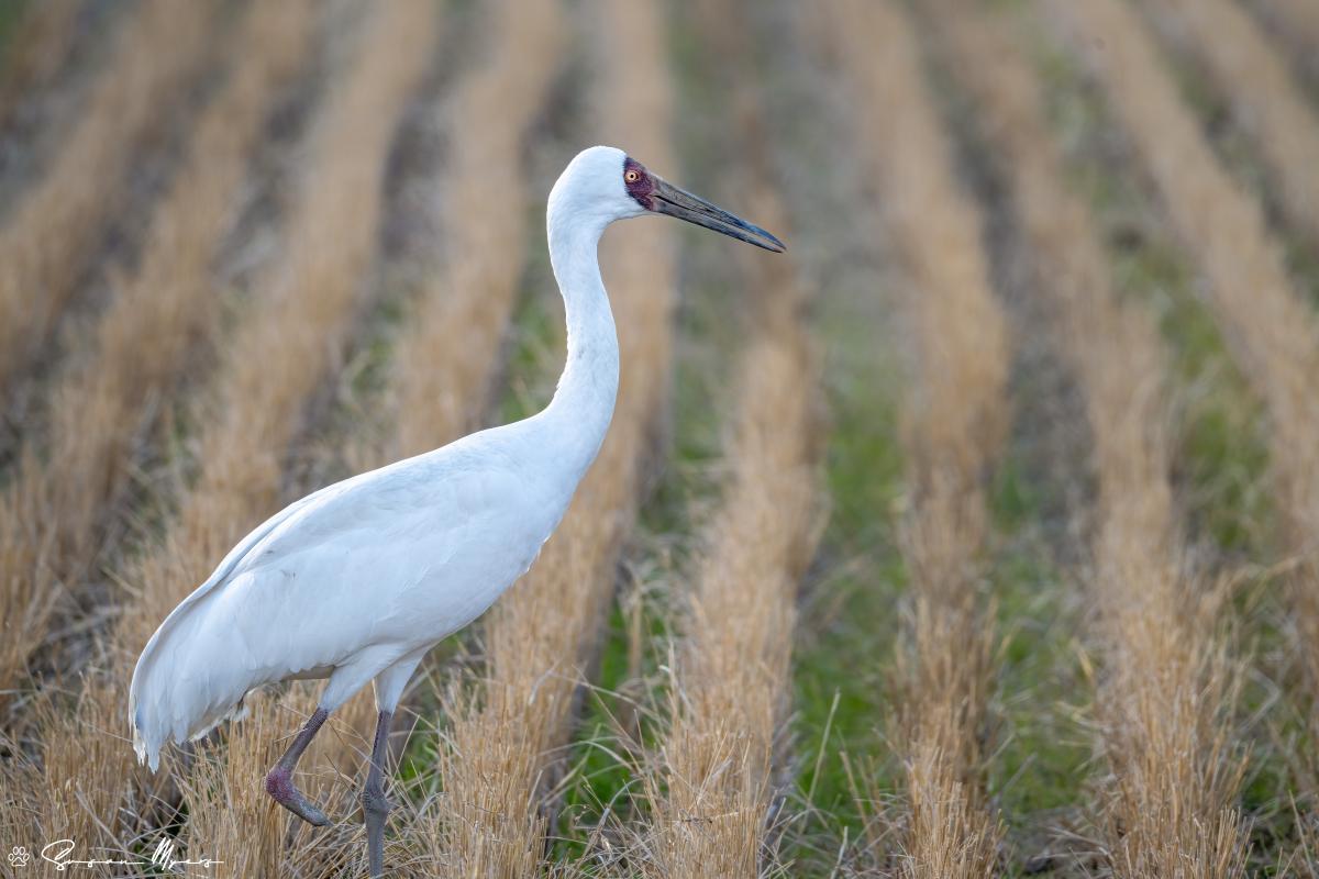 Siberian Crane