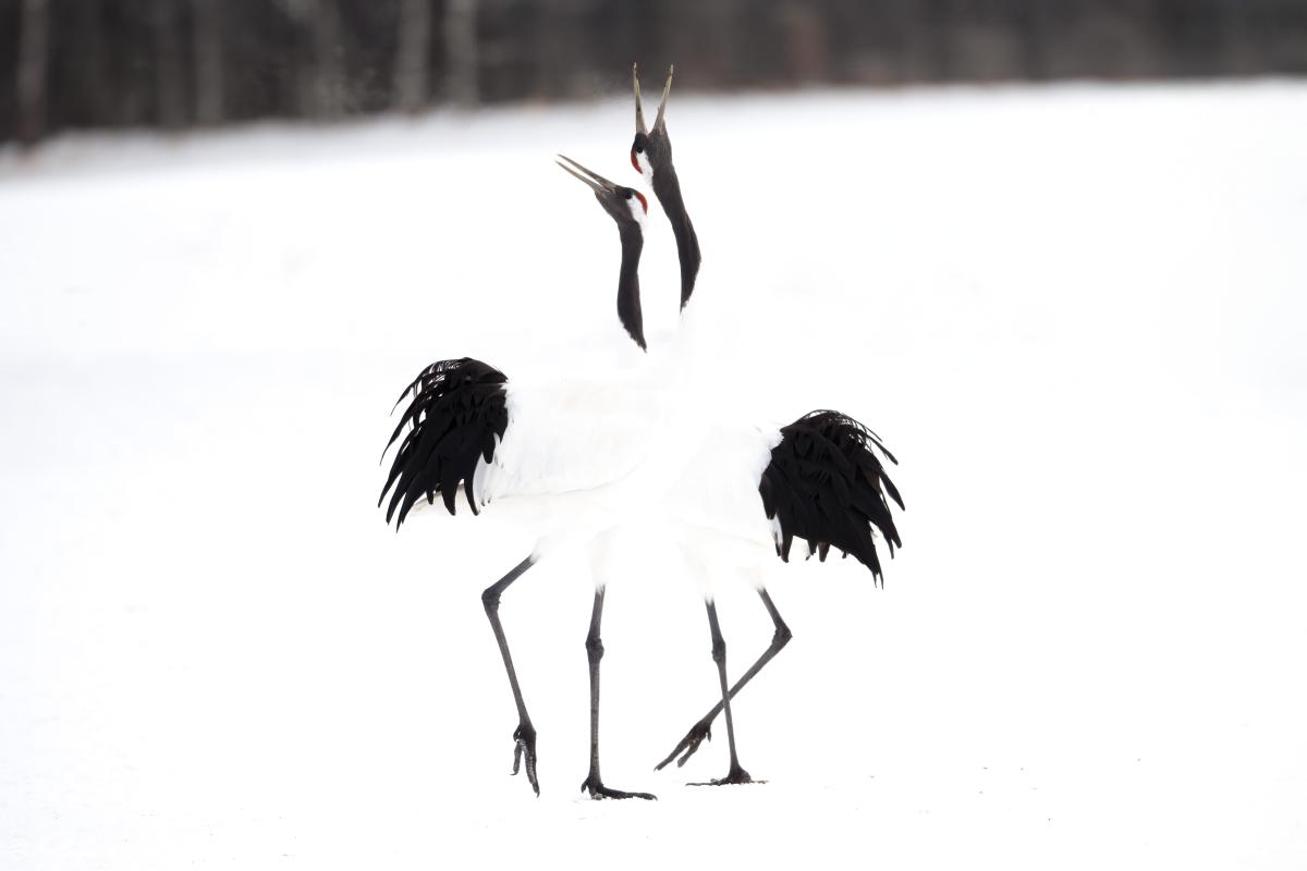 Red-crowned Crane