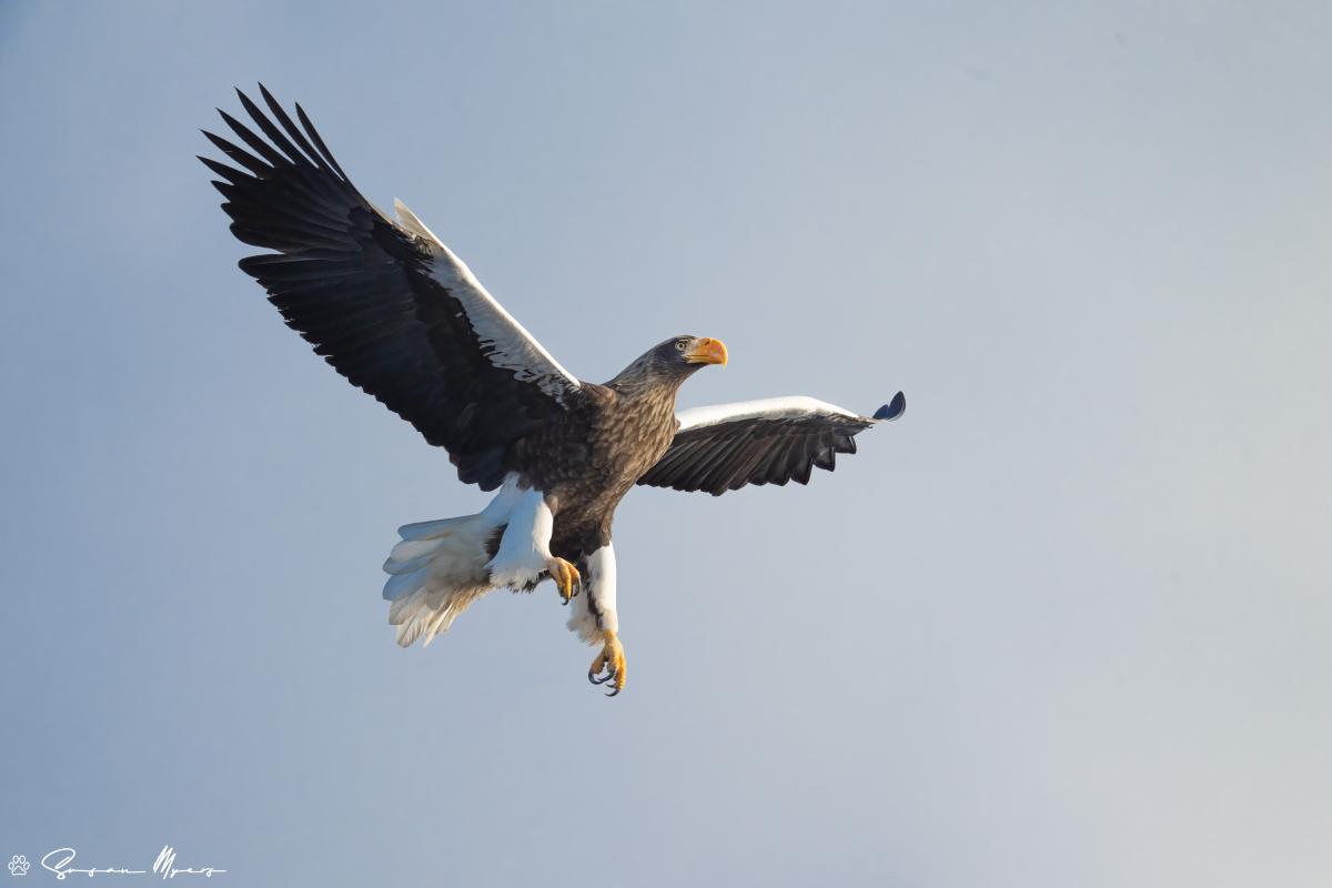Steller's Sea-Eagle