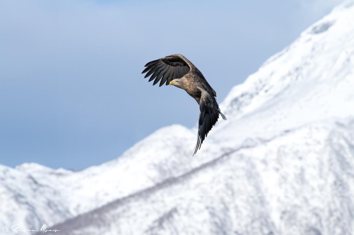 White-tailed Eagle