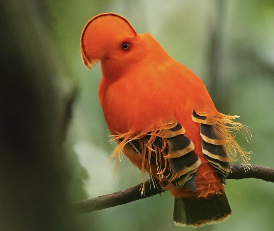 Guianan cock-of-the rock.jpg
