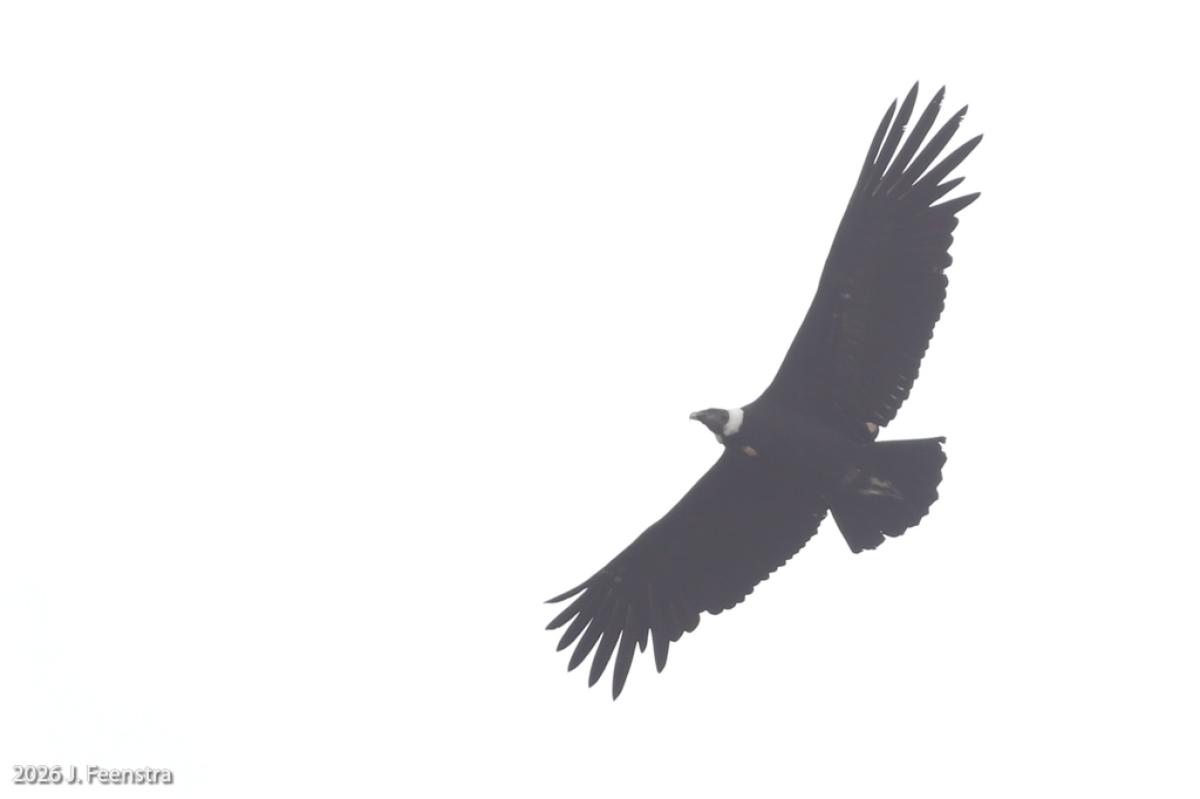 The big (literally) highlight of that high country was Andean Condor. We saw a few far away, but then a couple came close over the road for us. So, we got to see them close from below…