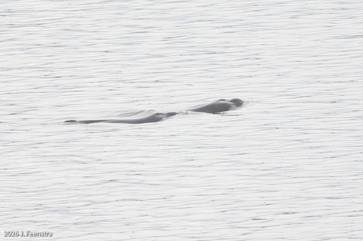A trio of the endangered Amazonian River Dolphins greeted us as we came back to our canoe after lunch one day. Rarely seen in the Rio Napo, these were especially exciting because we saw them from above, looking down from a high river bank.