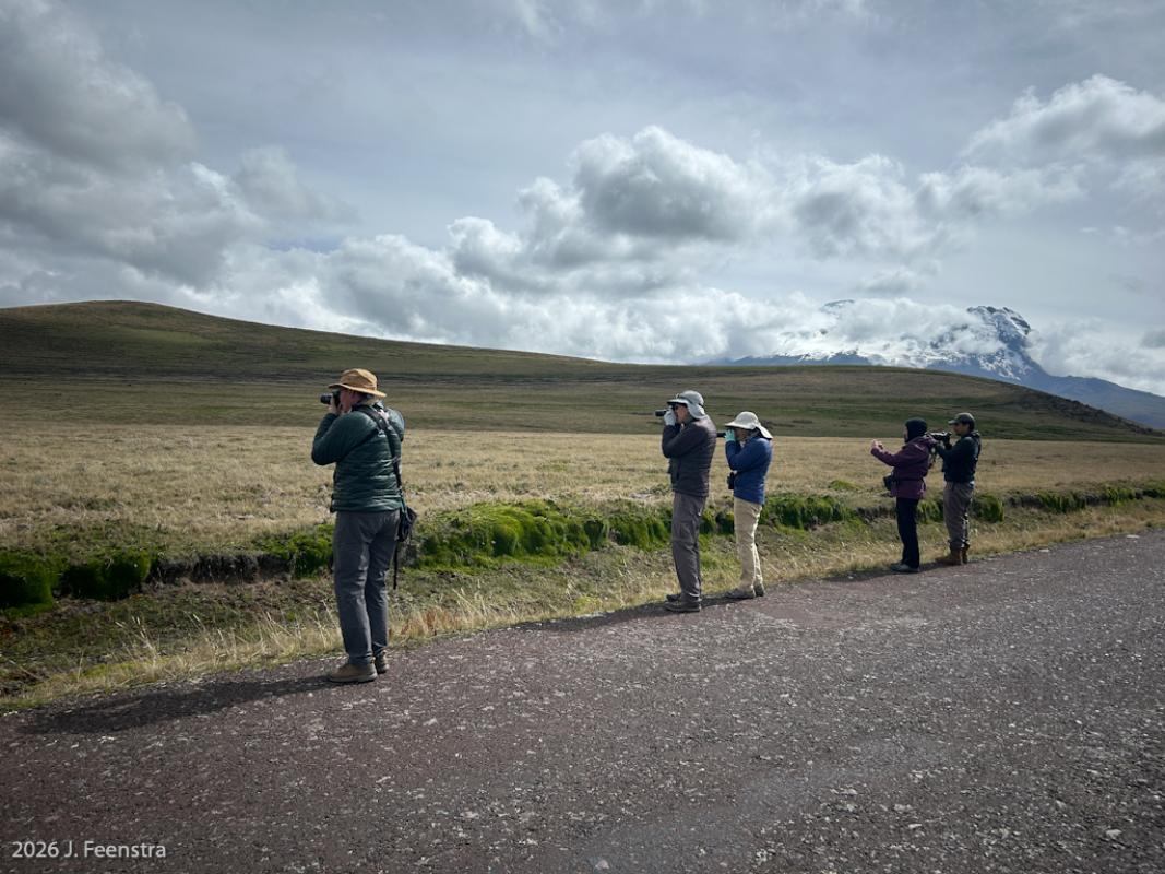 We began above treeline in the grassy paramo of Antisana National Park. Antisana volcano, partly obscured by clouds and some glacier, is visible in the background.