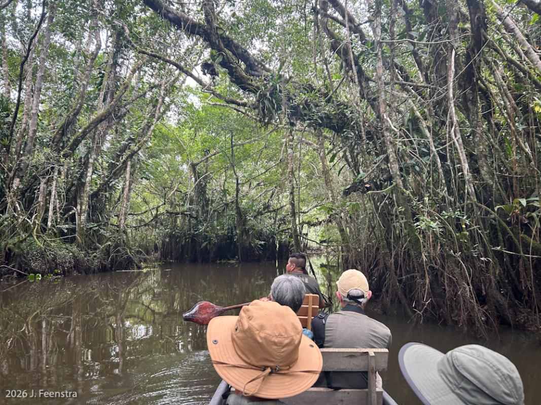 The second half of the tour was out in the Amazon rainforest where we were based at Sani Lodge on the land of the Sani Isla Kichwa people. There were no cars or roads and our passage for birding around the forest was strictly by canoe or on foot. Part of all of our days there looked like this.