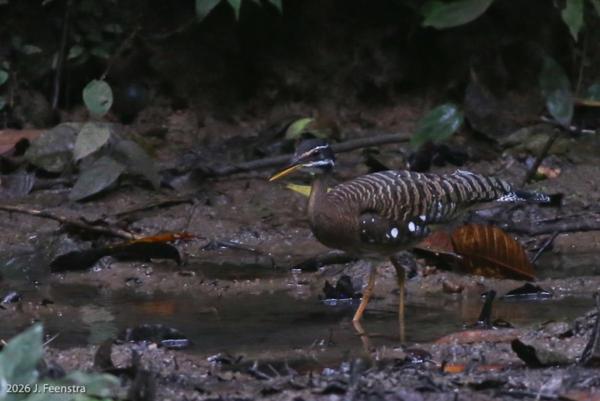 A Sunbittern stalking around in the forest was also a highlight.