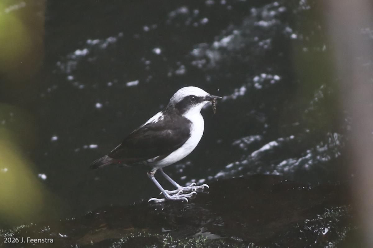We also checked out a few rushing rivers and found a White-capped Dipper, here with some food for its nest next to a waterfall.