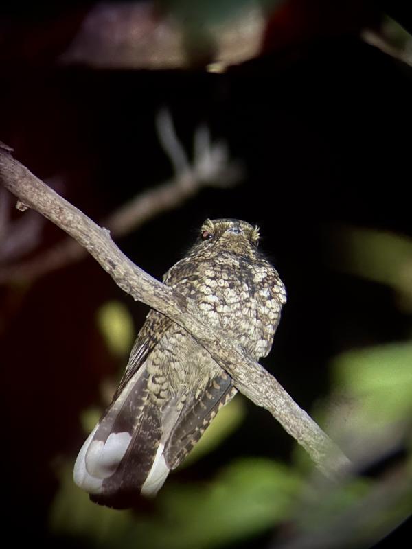 Puerto Rican Nightjar