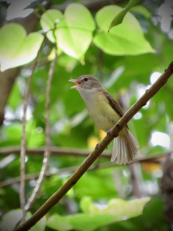 Puerto Rican Vireo
